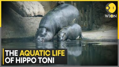 Making Waves: Hippo Calf Dives Into Spotlight | WION Climate Tracker