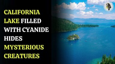 California Lake Filled with Cyanide Hides Mysterious Creatures | WION Podcast