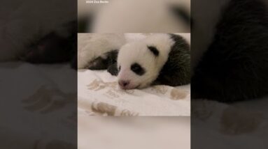 Panda cubs open their eyes for the first time