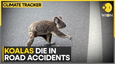 Australia On A Mission To Save Koalas | WION Climate Tracker | World News | WION