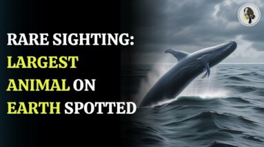 Rare Sighting:  Largest Animal on Earth Spotted | WION Podcast