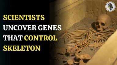 Scientists Uncover Genes that Control Skeleton | WION Podcast