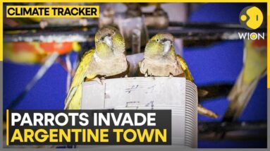 Parrots Seeking Refuge Invade Argentine Town | English News | WION Climate Tracker