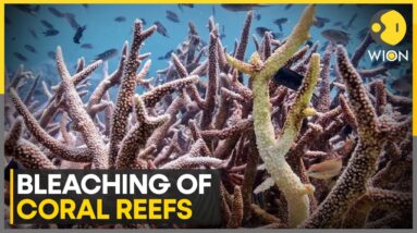 World’s Most Extensive Mass Coral Bleaching Event on Record | WION Climate Tracker | WION