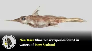 New Rare ghost shark species found in waters of New Zealand | WION Podcast