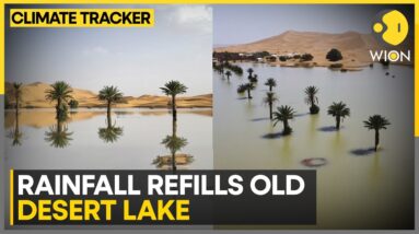 Water Gushes Through Sand Of Sahara | WION Climate Tracker | World News