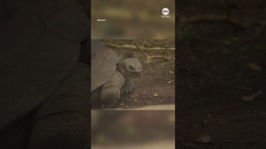 Weigh-in for Galapagos giant tortoises at London Zoo