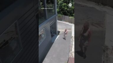 Enormous snake swings down from above as Australian woman opens her garage door #snakes #australia