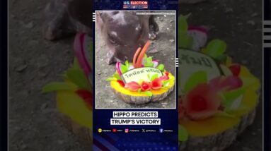 Viral Hippo Moo Deng Predicts Trump's Victory In US Presidential Elections 2024 | WION Shorts