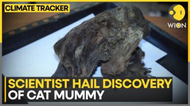 32000 Years Old Cat Mummy Found In Russia | Latest News | WION Climate Tracker