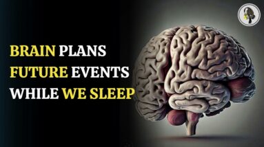 Brain Plans Future Events While We Sleep | WION Podcast