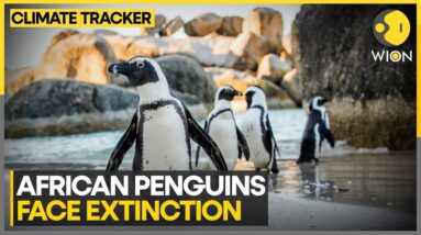 South Africa: Alarming Decline Of Penguins, Species Now Facing Extinction | WION Climate Tracker