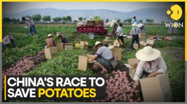 Scientists Tackle Shrinking Potatoes As Temperatures Rise | World News | WION