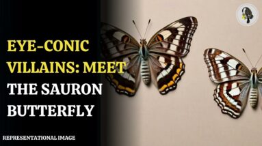 Eye Conic Villains Meet the Sauron Butterfly | WION Podcast