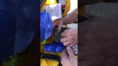 Firefighters rescue bird hooked on fishing line