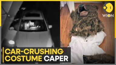 California: Person Dressed In Bear Costume To Fake Attacks On Cars For Insurance Payout: Officials