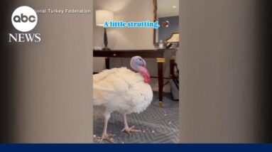 Peach and Blossom continue White House turkey tradition