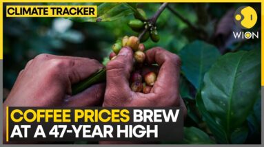 Coffee Prices Sour As Drought Shrinks Supply In Brazil | World News | WION Climate Tracker