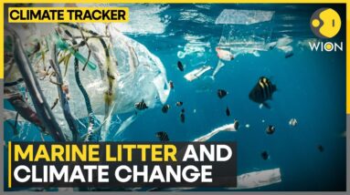 More Plastic Ending Up in the Mediterranean, Raising Environmental Concerns | WION Climate Tracker