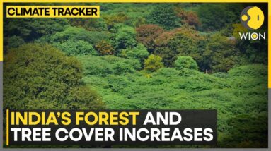 25% of India's Total Area Under Green Cover | WION Climate Tracker