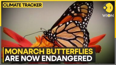 Climate Change Affects Butterfly Population | WION Climate Tracker | World News | WION