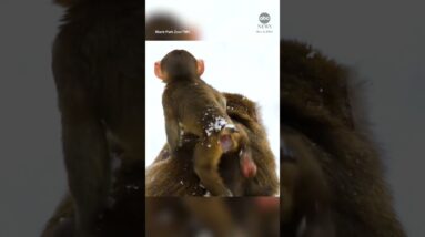 Baby macaque gets first taste of snow in Iowa