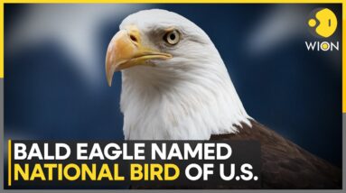 Bald Eagle Officially Declared U.S. National Bird | World News | WION