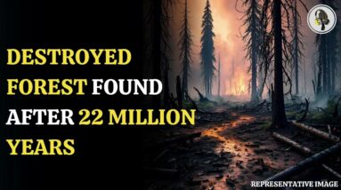 Destroyed Forest Found After 22 Million Years | WION Podcast