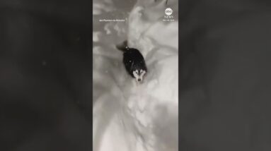 Dogs frolic as heavy snow hits Pennsylvania