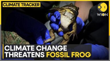 Frog Species Once Shared Earth With Dinosaurs | WION Climate Tracker