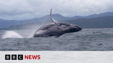 Humpback whale makes epic migration, astonishing scientists | BBC News