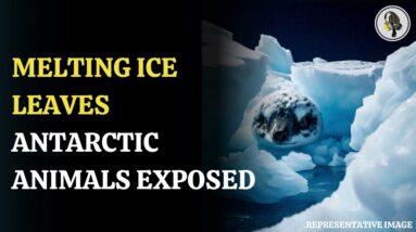 Melting Ice Leaves Antarctic Animals Exposed | WION Podcast