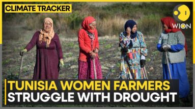 Tunisia Women Herb Harvesters Struggle With Drought | WION Climate Tracker