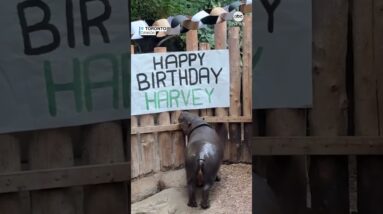 Pygmy hippo celebrates 30th birthday