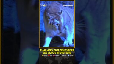 Golden Tigers See Surge In Visitors After Viral Social Media Post | WION Shorts