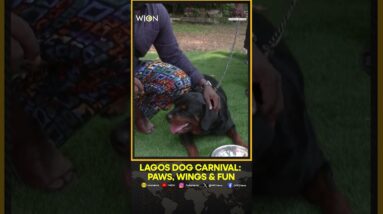 Dogs Shine At Sixth Annual Lagos Dog Carnival, Celebrating Nigeria’s Growing Pet Community | WION