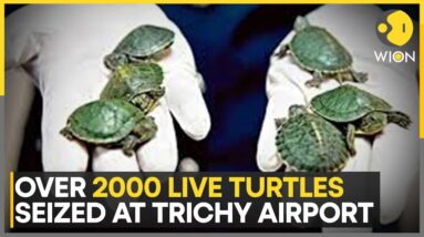 Turtle Smuggling Racket Foiled At India's Trichy Airport | World News | WION