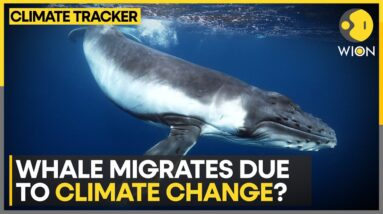 Warming Climate Shifts Whale's Migratory Path | WION Climate Tracker