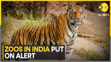 India: Zoos Put on Alert as Avian Flu Kills 3 Tigers, 1 Leopard In Nagpur | World News | WION