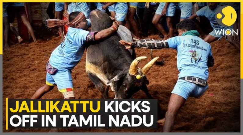 Tamil Nadu's 'Avaniyapuram Jallikattu' Kicks Off Pongal Celebrations | WION | World News