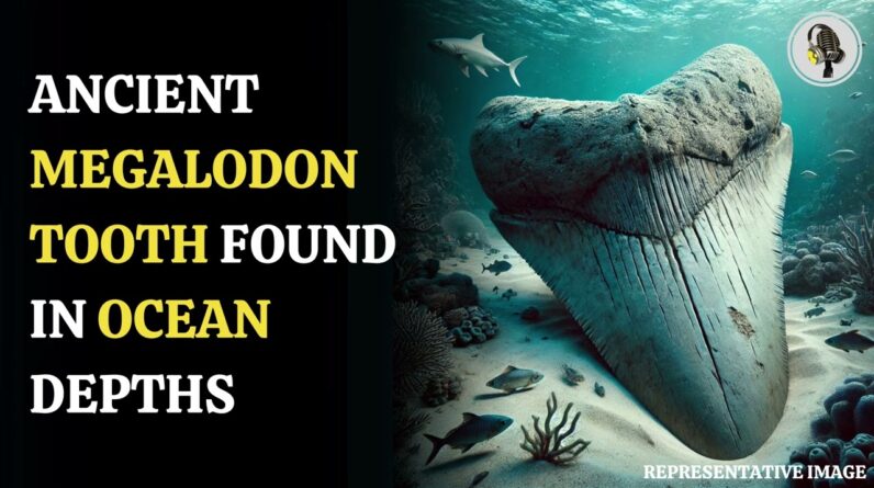 Ancient Shark Tooth Found – What This Means for Science | WION Podcast