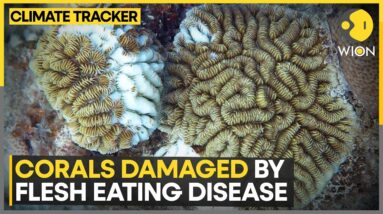 Great Barrier Reef Hit By Coral Bleaching | World News | WION Climate Tracker