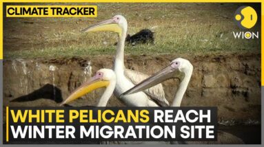 Pelican Migration Brings Economic Benefits To Petatan | WION Climate Tracker