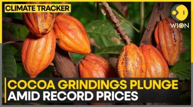 Cocoa Grindings Hit 4-Year Low in Europe, Asia | WION Climate Tracker