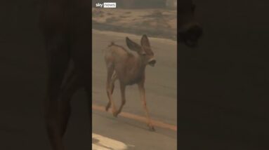 Deer seen running away from US wildfires