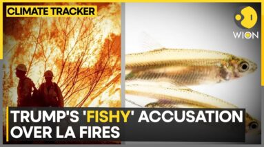 'Fish Species Responsible For LA Wildfires' | WION Climate Tracker