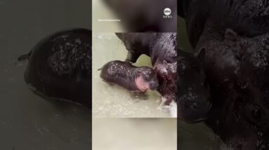 Pygmy hippo calf experiences water for the first time