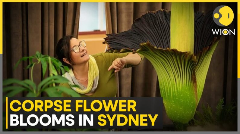 Australians Gather To Witness Rare, Smelly Corpse Flower Bloom in Sydney | World News | WION