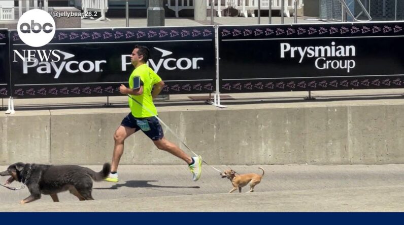 Tiny dog makes big mark running marathons