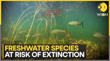 Freshwater Diversity Under Substantial Stress: Study | WION Climate Tracker | World News